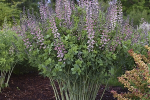 Baptisia 'Pink Truffles' 